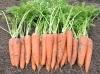 Морковь Вита Лонга