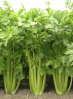 Сельдерей черешковый Мамбо F1