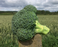 Капуста Титаниум F1 Капуста Титаниум F1