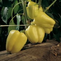 Перец Ведрана F1 Перец Ведрана F1