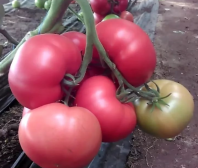 Томат Мамстон F1 Томат Мамстон F1