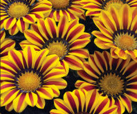 Гацания Биг Кисс F1 Еллоу Флэйм Гацания Биг Кисс F1 Еллоу Флэйм