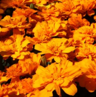 Бархатцы отклоненные Alumia Deep Orange Бархатцы отклоненные Alumia Deep Orange