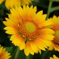 Гайлардия остистая крупноцветковая Mesa Peach Хупта, 4889676 100 семян