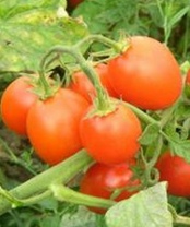 Томат 6Пунто7 F1