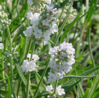 Лаванда ELLAGANCE, Ise Лаванда ELLAGANCE, Ise