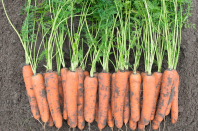 Морковь Ромоса Морковь Ромоса