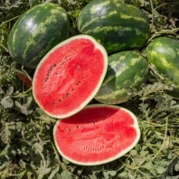 Арбуз Юкон F1 Арбуз Юкон F1