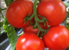 Томат Агилис F1