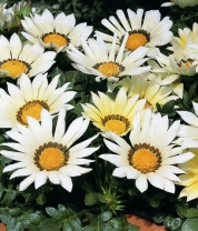 Гацания Кисс F1 White Гацания Кисс F1 White