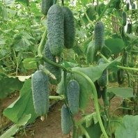 Огурец ФОРМУЛА Хупта Огурец ФОРМУЛА Хупта