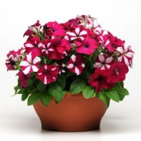 Петуния грандифлора Фьюзибелс BURGUNDY STARLIGHT F1 Хупта, 55544442 10 Мульти-драже