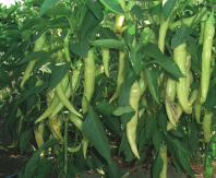 Перец Хотстар F1