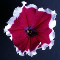Петуния крупноцветковая Донна F1 Burgundy Picotee, арт. 1261 Pelleted 100 др.