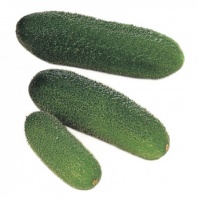 Огурец Гармония Р3 F1 Огурец Гармония Р3 F1