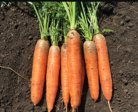 Морковь Коралина F1 Морковь Коралина F1