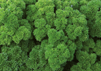 Петрушка кудрявая Вега Петрушка кудрявая Вега