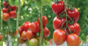 Томат Прунус F1