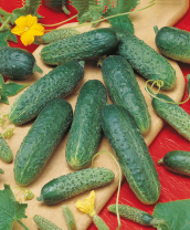 Огурец Астерикс F1 Огурец Астерикс F1