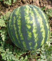 Арбуз Бонта F1 Арбуз Бонта F1