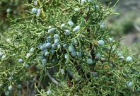 Можжевельник жесткосемянный (Juniperus osteosperma) 3 шт.