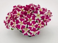 Петуния крупноцветковая Success! HD F1 Rose Star