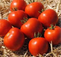 Томат Мамако F1 Томат Мамако F1