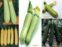 Кабачок ФОРМУЛА Хупта 007 F1 5 семян