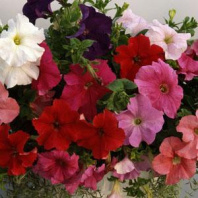 Петуния крупноцветковая Суперкаскад F1 Mix Петуния крупноцветковая Суперкаскад F1 Mix