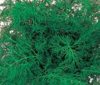 Укроп Аллигатор Укроп Аллигатор