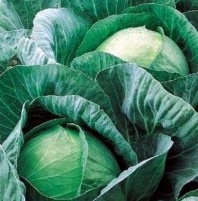 Капуста Вестри F1 Капуста Вестри F1