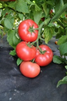 Томат Шихирбаз F1 Томат Шихирбаз F1