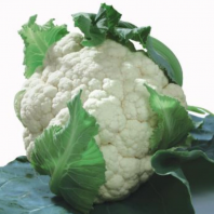 Капуста Вайт Пирл F1 Капуста Вайт Пирл F1