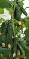 Огурец Бьерн F1 Нидерланды 10 семян