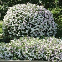 Петуния ампельная Тайдал Вейв F1 Silver Петуния ампельная Тайдал Вейв F1 Silver