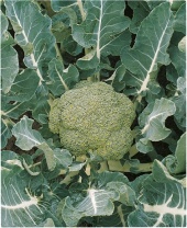 Капуста Белстар F1 Капуста Белстар F1