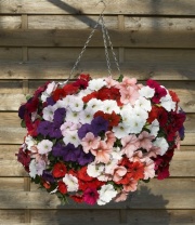 Петуния ампельная Нуволари F1 Mixed Петуния ампельная Нуволари F1 Mixed