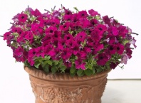 Петуния Бейби Джоконда Purple F1 Петуния Бейби Джоконда Purple F1