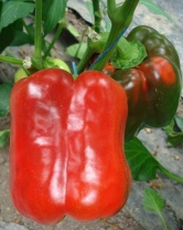 Перец Геркулес F1 Перец Геркулес F1