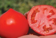 Томат Примо Ред F1