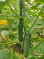 Огурец Рубинштейн F1 Огурец Рубинштейн F1