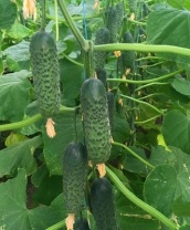 Огурец Мадрилене F1 Нидерланды 30 семян