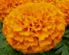 Бархатцы прямостоячие Тайшан F1 Оранж Coated Хупта, 4889455 30 семян