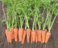 Морковь Кесена F1 Морковь Кесена F1