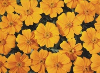 Бархатцы отклоненные Диско Оранж