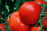 Томат Панекра F1