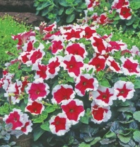 Петуния многоцветковая Кэнди, Candy F1 Red Picotee