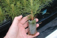 Торфоперегнойные таблетки Jiffy-7  Forestry PLA диаметр 42 мм,