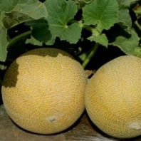 Дыня Трейси F1 Дыня Трейси F1