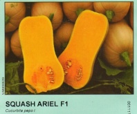 Тыква Ариэль F1 Япония 1.000 семян